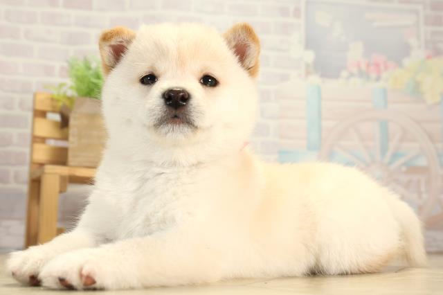 愛知県の豆柴 (Coo&RIKU東海店/2026年1月30日生まれ/女の子/白)の子犬の3枚目の画像