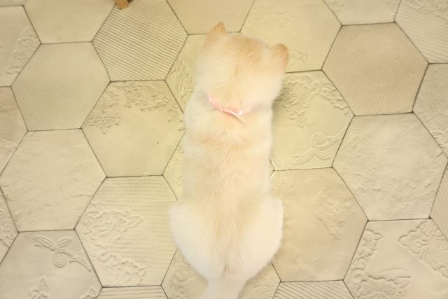 愛知県の豆柴 (Coo&RIKU東海店/2026年1月30日生まれ/女の子/白)の子犬の4枚目の画像