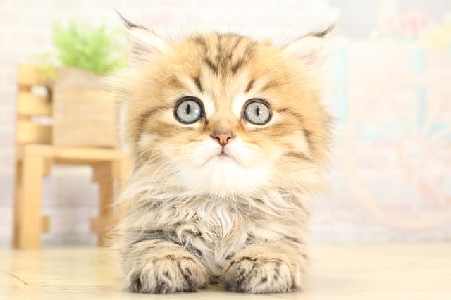 三重県のペルシャ (Coo&RIKU四日市店/2026年1月28日生まれ/女の子/チンチラゴールデン)の子猫の1枚目の画像
