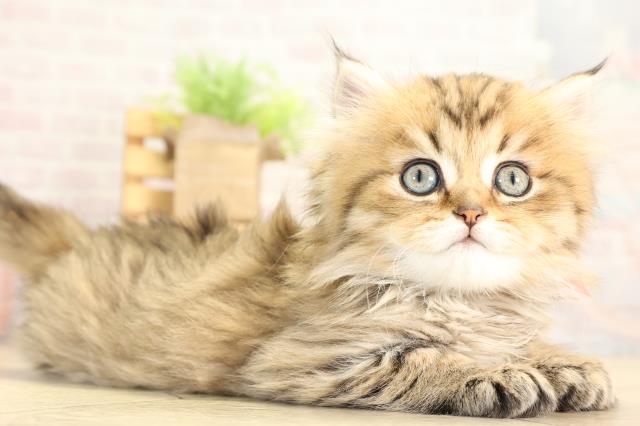 三重県のペルシャ (Coo&RIKU四日市店/2026年1月28日生まれ/女の子/チンチラゴールデン)の子猫の2枚目の画像