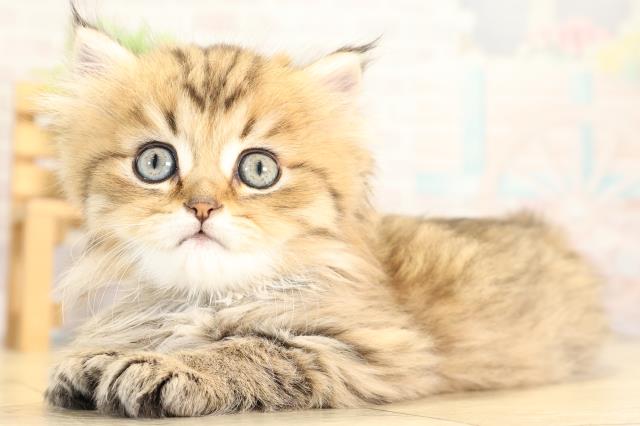 三重県のペルシャ (Coo&RIKU四日市店/2026年1月28日生まれ/女の子/チンチラゴールデン)の子猫の3枚目の画像
