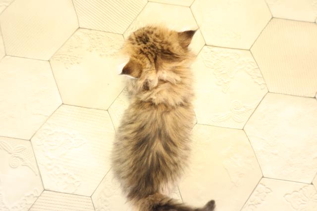 三重県のペルシャ (Coo&RIKU四日市店/2026年1月28日生まれ/女の子/チンチラゴールデン)の子猫の4枚目の画像