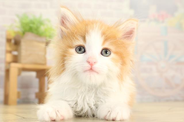 愛知県のノルウェージャンフォレストキャット (Coo&RIKU名古屋みなと店/2026年2月1日生まれ/男の子/レッドタビーホワイト)の子猫の1枚目の画像