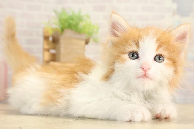 愛知県のノルウェージャンフォレストキャット (Coo&RIKU名古屋みなと店/2026年2月1日生まれ/男の子/レッドタビーホワイト)の子猫の2枚目の画像