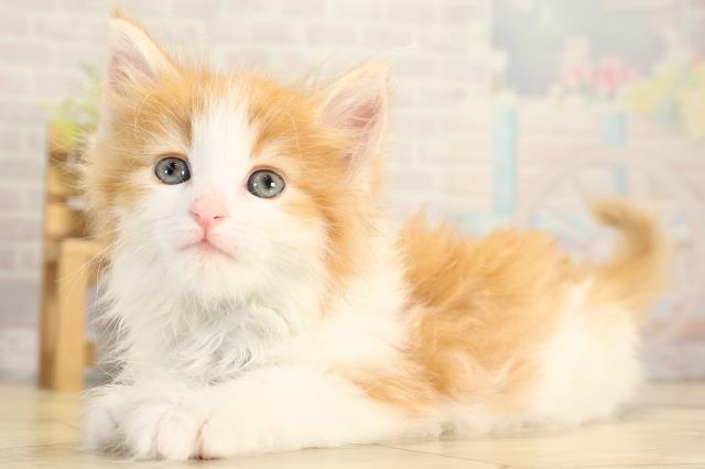 愛知県のノルウェージャンフォレストキャット (Coo&RIKU名古屋みなと店/2026年2月1日生まれ/男の子/レッドタビーホワイト)の子猫の3枚目の画像