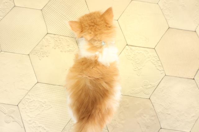 愛知県のノルウェージャンフォレストキャット (Coo&RIKU名古屋みなと店/2026年2月1日生まれ/男の子/レッドタビーホワイト)の子猫の4枚目の画像