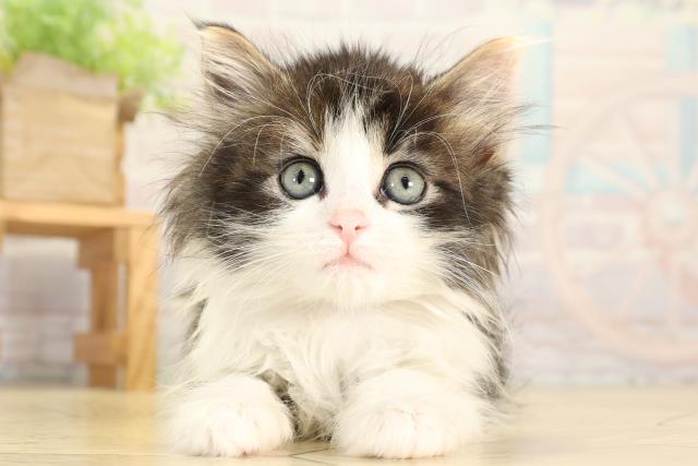 愛知県のノルウェージャンフォレストキャット (Coo&RIKU東海店/2026年1月29日生まれ/女の子/ブラウンパッチドタビーホワイト)の子猫の1枚目の画像