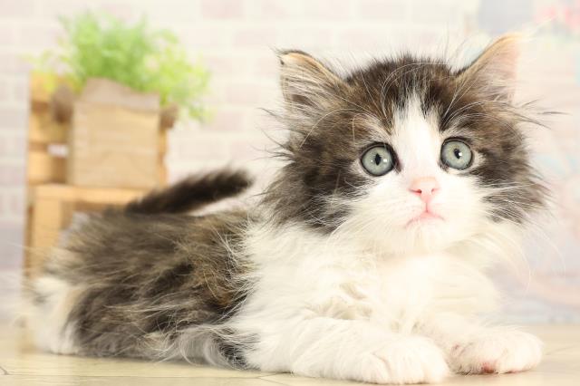 愛知県のノルウェージャンフォレストキャット (Coo&RIKU東海店/2026年1月29日生まれ/女の子/ブラウンパッチドタビーホワイト)の子猫の2枚目の画像