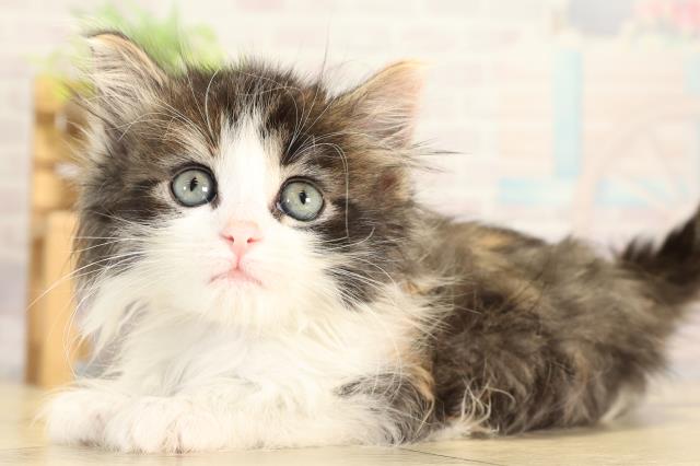 愛知県のノルウェージャンフォレストキャット (Coo&RIKU東海店/2026年1月29日生まれ/女の子/ブラウンパッチドタビーホワイト)の子猫の3枚目の画像