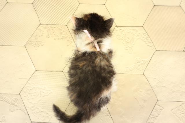 愛知県のノルウェージャンフォレストキャット (Coo&RIKU東海店/2026年1月29日生まれ/女の子/ブラウンパッチドタビーホワイト)の子猫の4枚目の画像