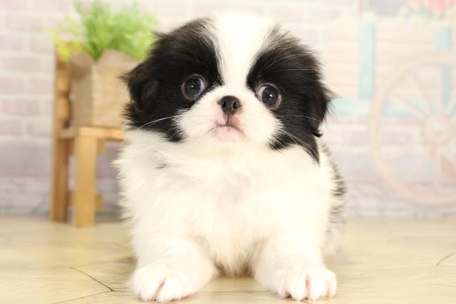 静岡県の狆 (Coo&RIKU静岡SBS通り店/2026年2月1日生まれ/男の子/白黒)の子犬