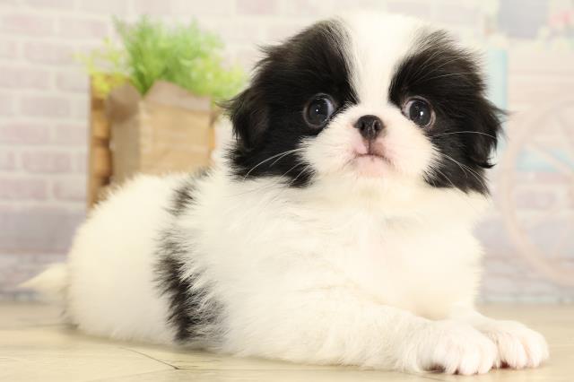 静岡県の狆 (Coo&RIKU静岡SBS通り店/2026年2月1日生まれ/男の子/白黒)の子犬の2枚目の画像