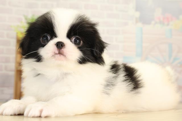 静岡県の狆 (Coo&RIKU静岡SBS通り店/2026年2月1日生まれ/男の子/白黒)の子犬の3枚目の画像