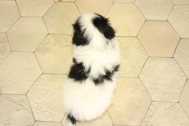 静岡県の狆 (Coo&RIKU静岡SBS通り店/2026年2月1日生まれ/男の子/白黒)の子犬の4枚目の画像