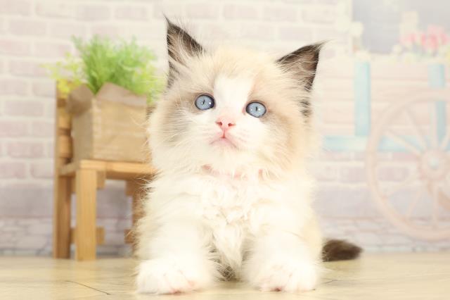 愛知県のラグドール (Coo&RIKU岡崎店/2026年2月1日生まれ/女の子/シールポイントバイカラー)の子猫の1枚目の画像