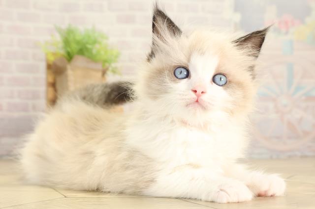 愛知県のラグドール (Coo&RIKU岡崎店/2026年2月1日生まれ/女の子/シールポイントバイカラー)の子猫の2枚目の画像