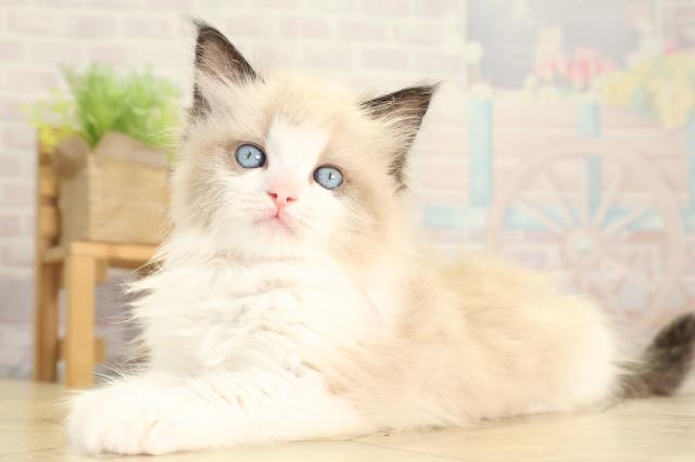 愛知県のラグドール (Coo&RIKU岡崎店/2026年2月1日生まれ/女の子/シールポイントバイカラー)の子猫の3枚目の画像