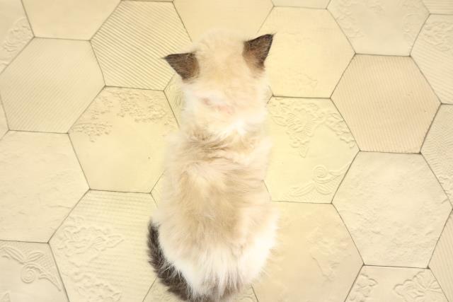 愛知県のラグドール (Coo&RIKU岡崎店/2026年2月1日生まれ/女の子/シールポイントバイカラー)の子猫の4枚目の画像