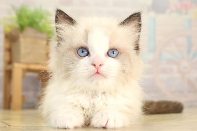 愛知県のラグドール (Coo&RIKU豊橋店/2026年2月1日生まれ/女の子/シールポイントバイカラー)の子猫の1枚目の画像