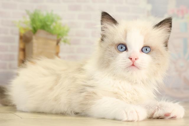 愛知県のラグドール (Coo&RIKU豊橋店/2026年2月1日生まれ/女の子/シールポイントバイカラー)の子猫の2枚目の画像