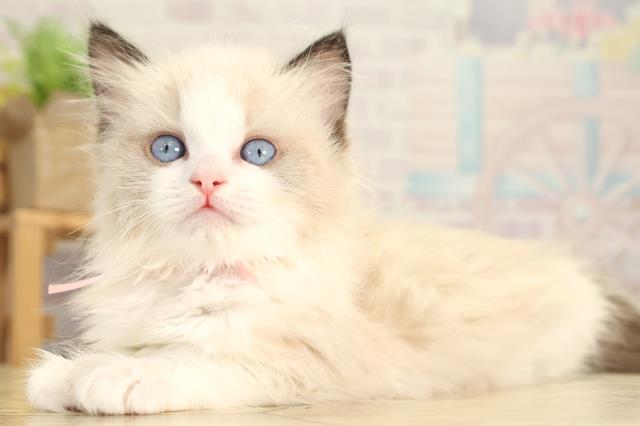 愛知県のラグドール (Coo&RIKU豊橋店/2026年2月1日生まれ/女の子/シールポイントバイカラー)の子猫の3枚目の画像