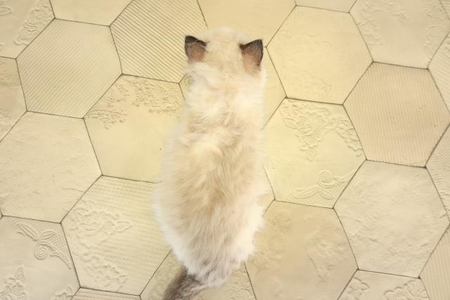 愛知県のラグドール (Coo&RIKU豊橋店/2026年2月1日生まれ/女の子/シールポイントバイカラー)の子猫の4枚目の画像