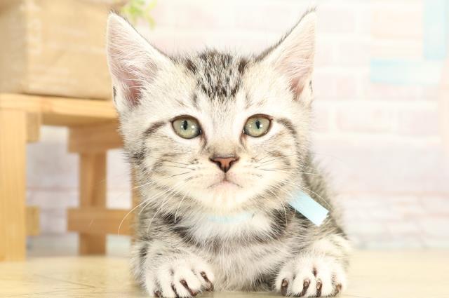 愛知県のアメリカンショートヘアー (Coo&RIKU名古屋みなと店/2026年1月20日生まれ/男の子/シルバータビー)の子猫の1枚目の画像