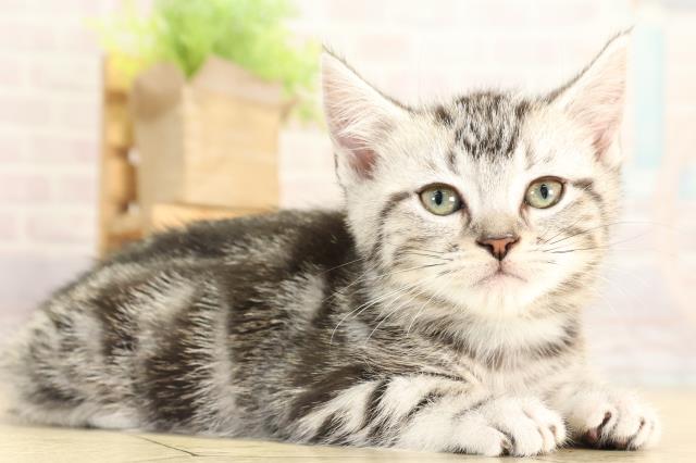 愛知県のアメリカンショートヘアー (Coo&RIKU名古屋みなと店/2026年1月20日生まれ/男の子/シルバータビー)の子猫の2枚目の画像