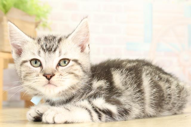 愛知県のアメリカンショートヘアー (Coo&RIKU名古屋みなと店/2026年1月20日生まれ/男の子/シルバータビー)の子猫の3枚目の画像