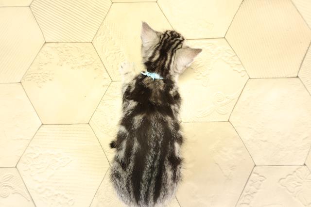 愛知県のアメリカンショートヘアー (Coo&RIKU名古屋みなと店/2026年1月20日生まれ/男の子/シルバータビー)の子猫の4枚目の画像