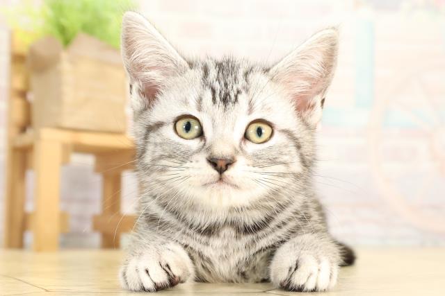 愛知県のアメリカンショートヘアー (Coo&RIKU名古屋滝ノ水店/2026年1月20日生まれ/女の子/シルバータビー)の子猫の1枚目の画像