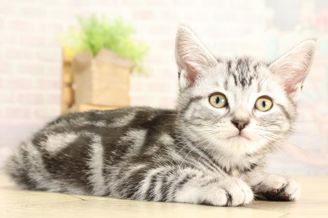 愛知県のアメリカンショートヘアー (Coo&RIKU名古屋滝ノ水店/2026年1月20日生まれ/女の子/シルバータビー)の子猫の2枚目の画像