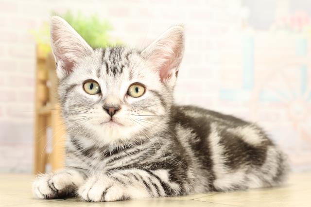 愛知県のアメリカンショートヘアー (Coo&RIKU名古屋滝ノ水店/2026年1月20日生まれ/女の子/シルバータビー)の子猫の3枚目の画像