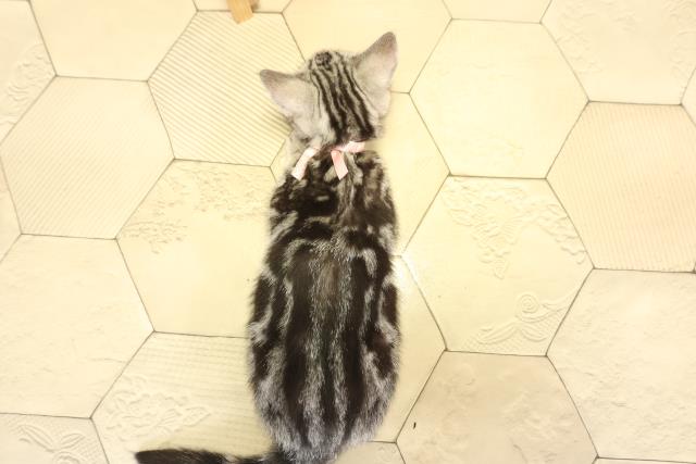 愛知県のアメリカンショートヘアー (Coo&RIKU名古屋滝ノ水店/2026年1月20日生まれ/女の子/シルバータビー)の子猫の4枚目の画像