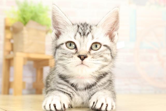 愛知県のアメリカンショートヘアー (Coo&RIKU豊田店/2026年1月20日生まれ/女の子/シルバータビー)の子猫の1枚目の画像