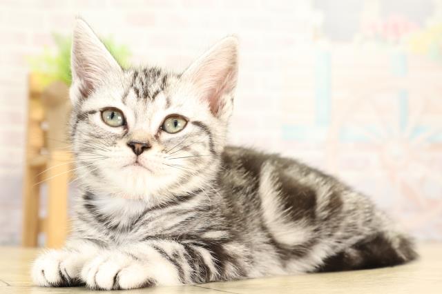 愛知県のアメリカンショートヘアー (Coo&RIKU豊田店/2026年1月20日生まれ/女の子/シルバータビー)の子猫の3枚目の画像