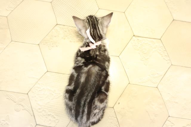 愛知県のアメリカンショートヘアー (Coo&RIKU豊田店/2026年1月20日生まれ/女の子/シルバータビー)の子猫の4枚目の画像