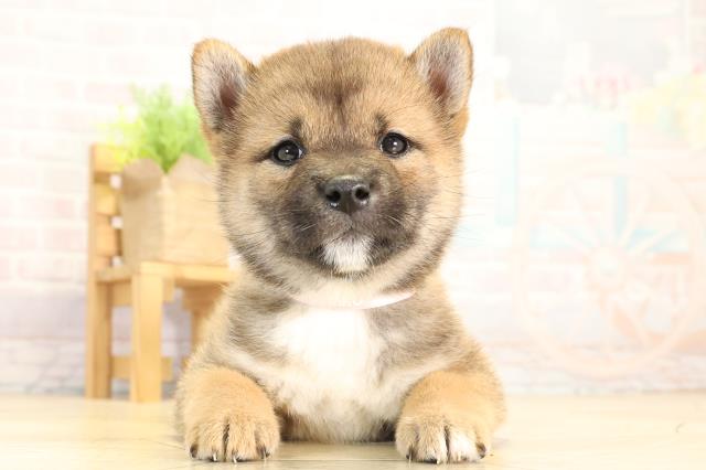 三重県の柴犬(標準サイズ) (Coo&RIKU四日市店/2026年2月1日生まれ/女の子/赤)の子犬の1枚目の画像