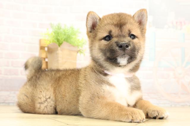 三重県の柴犬(標準サイズ) (Coo&RIKU四日市店/2026年2月1日生まれ/女の子/赤)の子犬の2枚目の画像