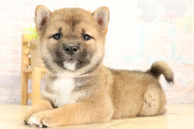 三重県の柴犬(標準サイズ) (Coo&RIKU四日市店/2026年2月1日生まれ/女の子/赤)の子犬の3枚目の画像