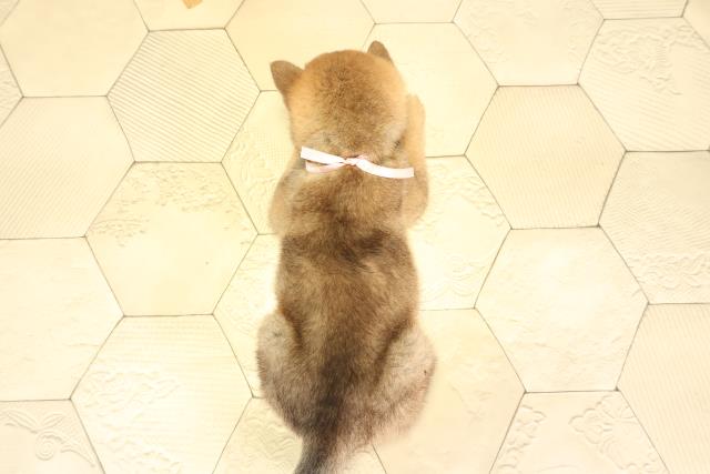 三重県の柴犬(標準サイズ) (Coo&RIKU四日市店/2026年2月1日生まれ/女の子/赤)の子犬の4枚目の画像