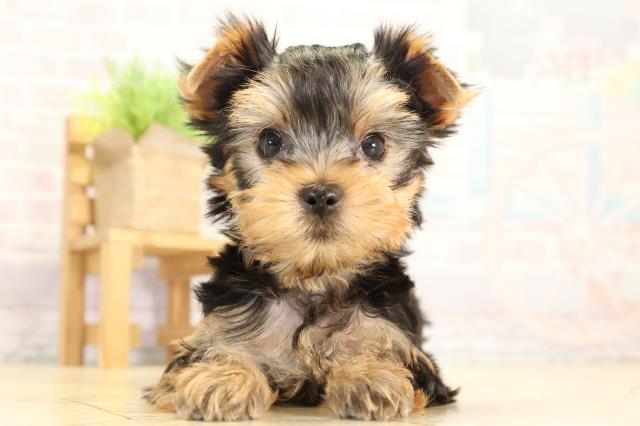 愛知県のヨークシャーテリア (Coo&RIKU東海店/2026年1月28日生まれ/男の子/スチールブルータン)の子犬の1枚目の画像