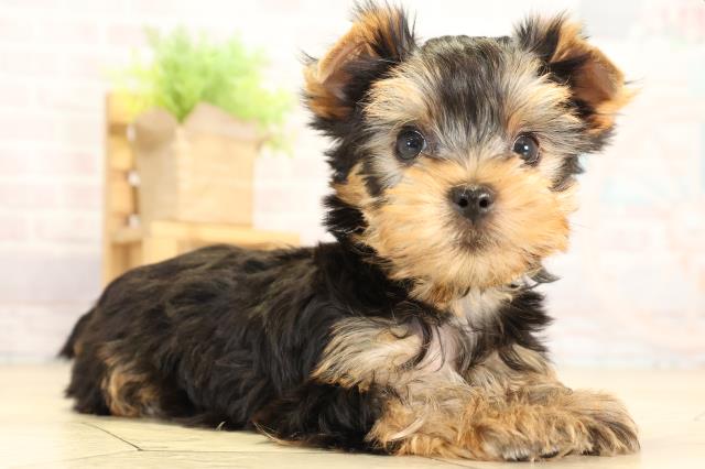 愛知県のヨークシャーテリア (Coo&RIKU東海店/2026年1月28日生まれ/男の子/スチールブルータン)の子犬の2枚目の画像