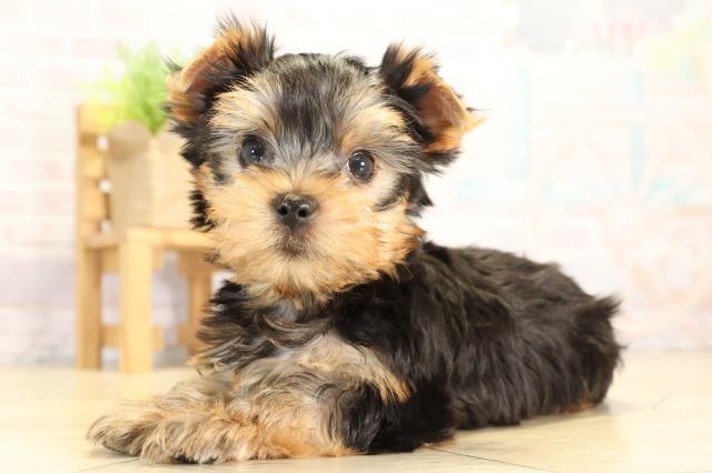 愛知県のヨークシャーテリア (Coo&RIKU東海店/2026年1月28日生まれ/男の子/スチールブルータン)の子犬の3枚目の画像