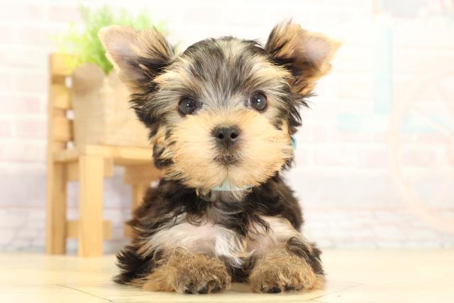 三重県のヨークシャーテリア (Coo&RIKU四日市店/2026年1月28日生まれ/男の子/スチールブルータン)の子犬の1枚目の画像