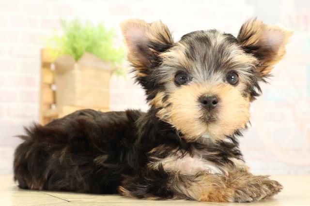 三重県のヨークシャーテリア (Coo&RIKU四日市店/2026年1月28日生まれ/男の子/スチールブルータン)の子犬の2枚目の画像