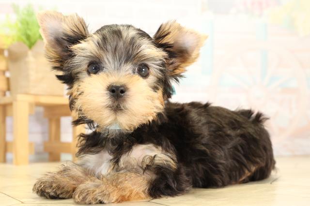 三重県のヨークシャーテリア (Coo&RIKU四日市店/2026年1月28日生まれ/男の子/スチールブルータン)の子犬の3枚目の画像