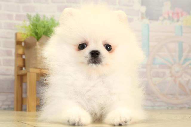 愛知県のポメラニアン (Coo&RIKU東海店/2026年2月1日生まれ/男の子/クリーム)の子犬の1枚目の画像