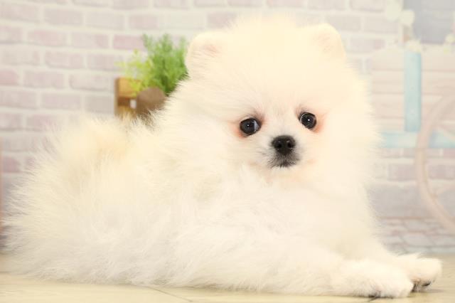 愛知県のポメラニアン (Coo&RIKU東海店/2026年2月1日生まれ/男の子/クリーム)の子犬の2枚目の画像