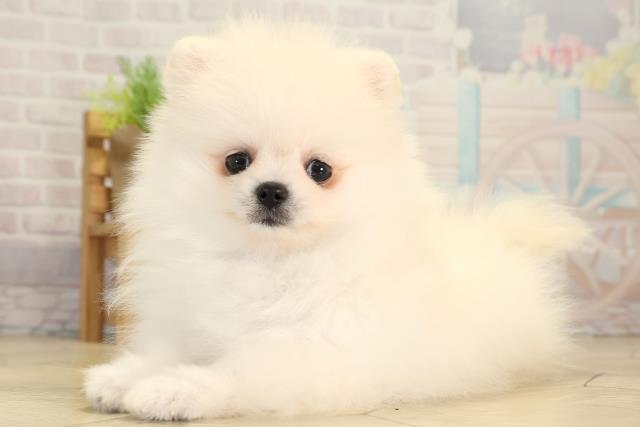 愛知県のポメラニアン (Coo&RIKU東海店/2026年2月1日生まれ/男の子/クリーム)の子犬の3枚目の画像
